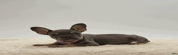 French Bulldog dogs for sale: Dottie - Ad 1
