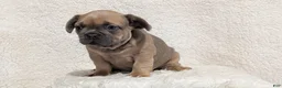 French Bulldog dogs for sale: Yeti - Ad 2