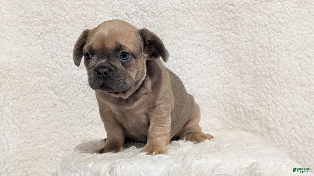 French Bulldog dogs for sale: Yeti - Ad 2