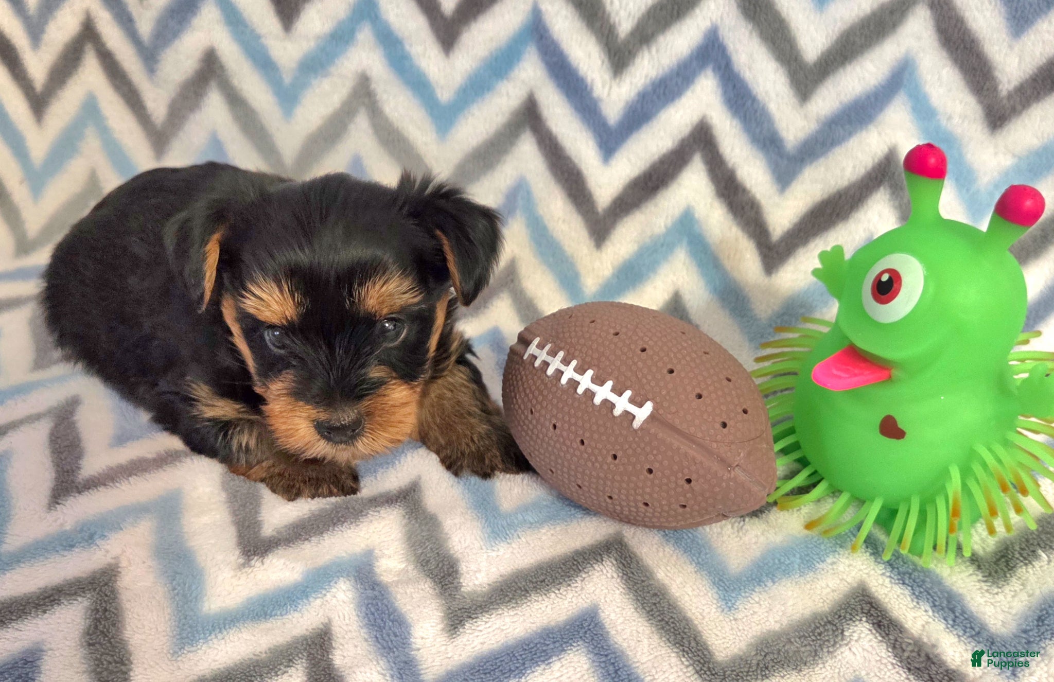 Yorkshire Terrier dogs Bosco - Ad 2