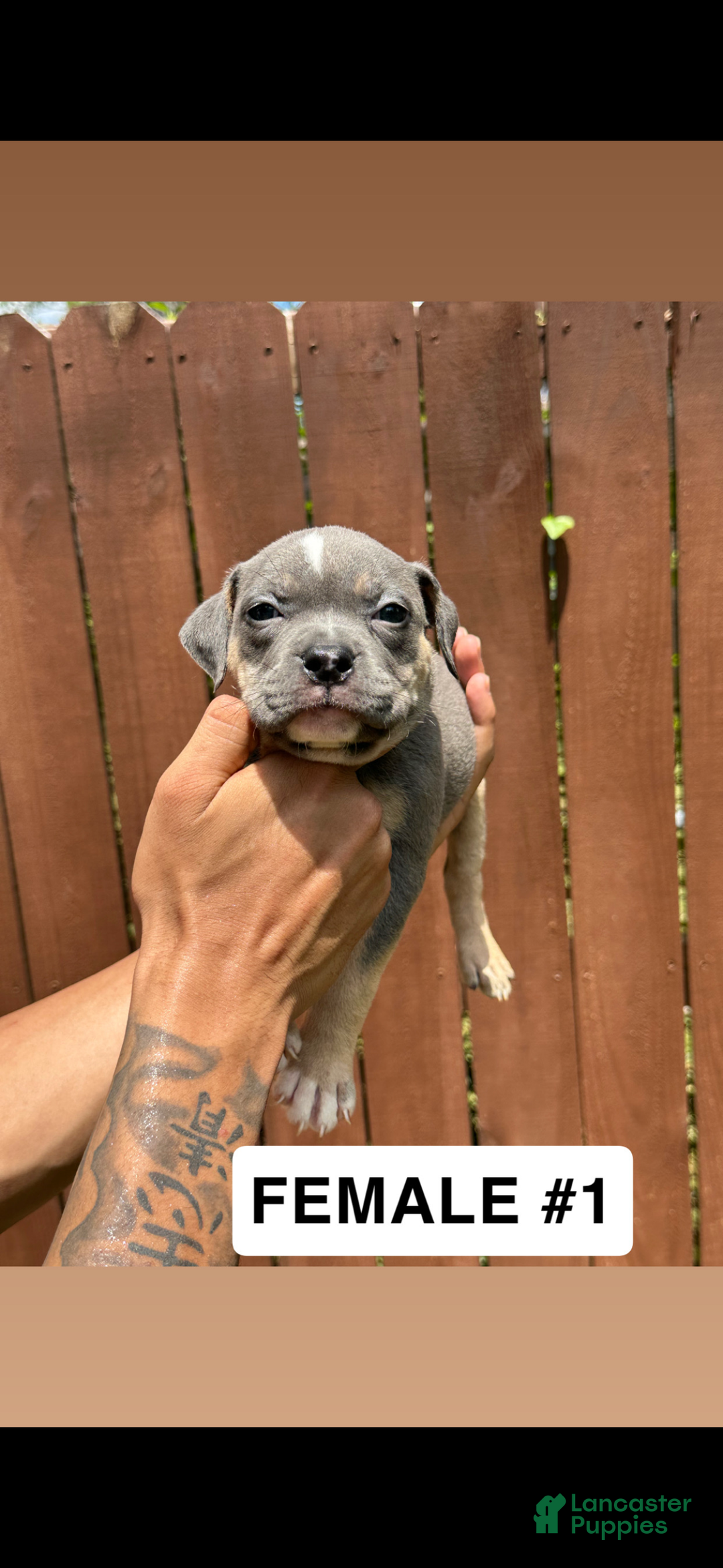 American Bully dogs for sale: American Bully Puppy 3 - Ad 2