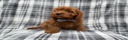 Cavapoo dogs for sale: Doodle - Ad 3