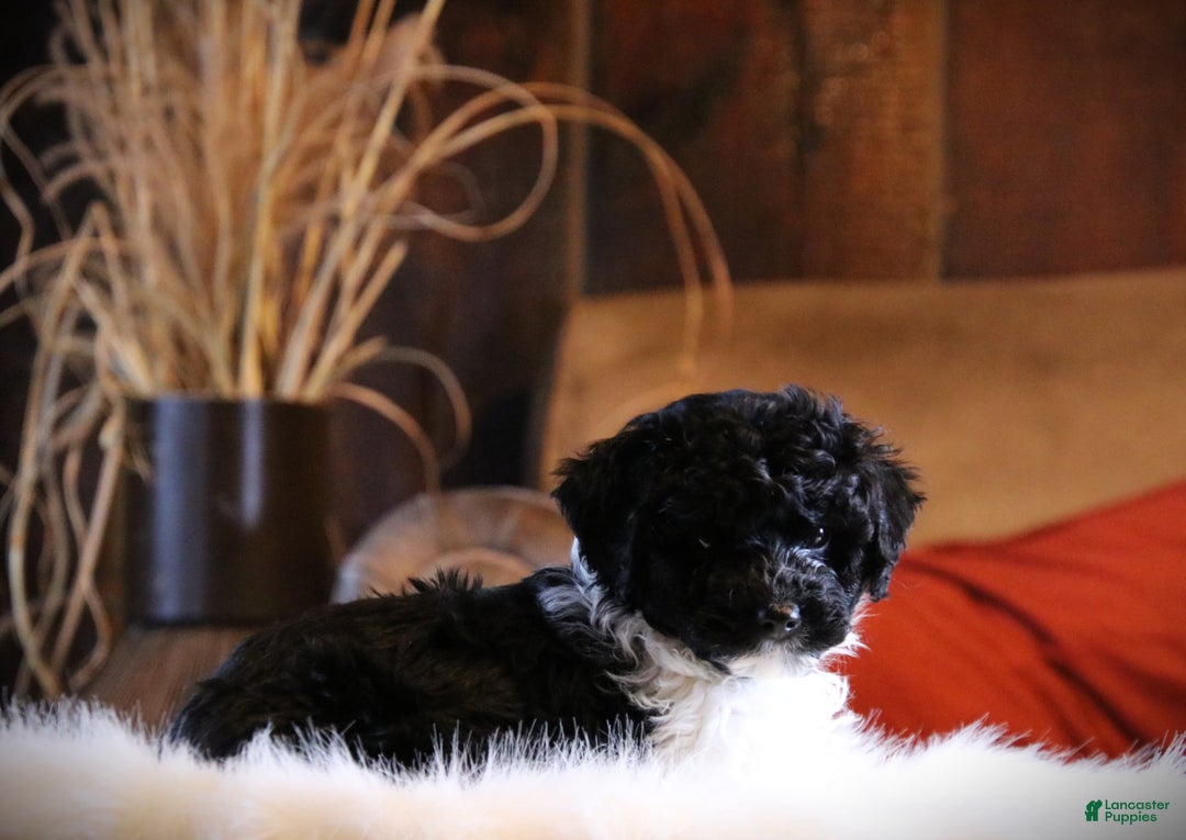 Cockapoo dogs for sale: Dazzle - Ad 4