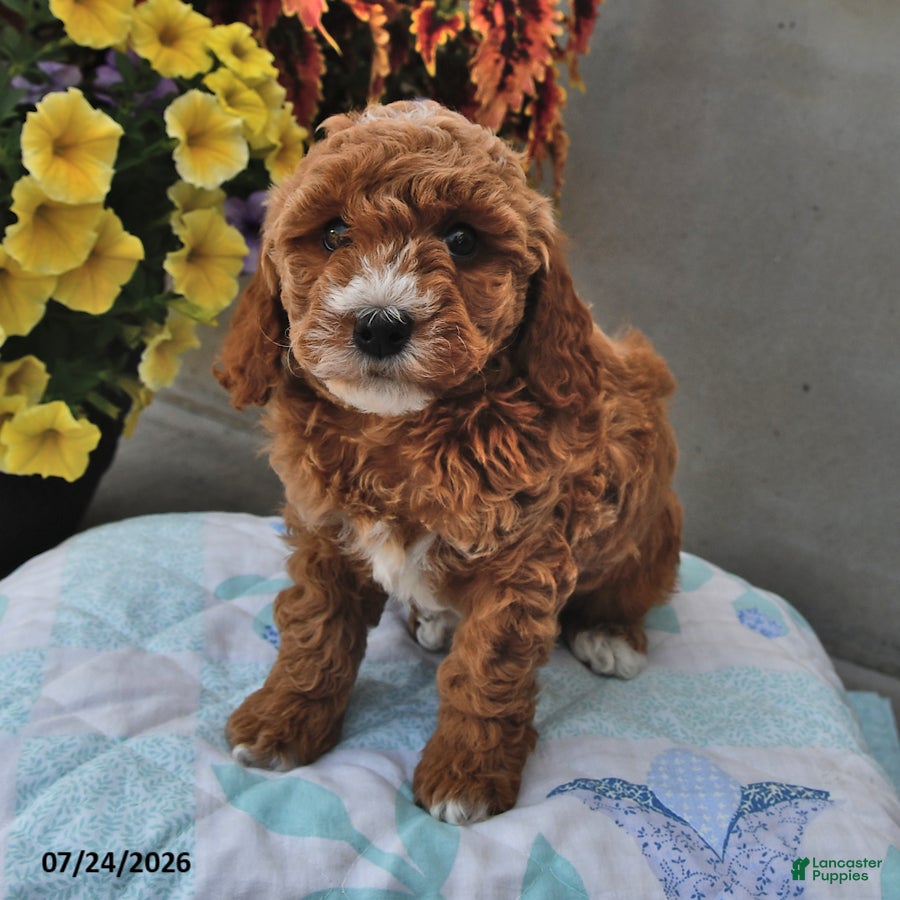 Cavapoo dogs Diamond - Ad 2