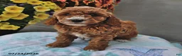Cavapoo dogs for sale: Diamond - Ad 2