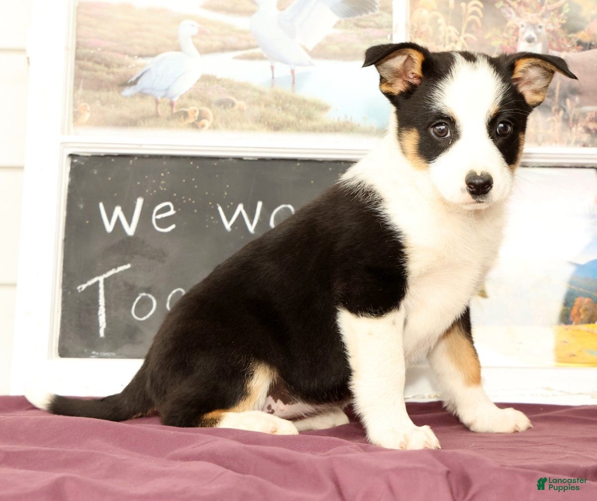 Mixed Breed dogs Tulip - Ad 2