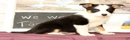 Mixed Breed dogs for sale: Tulip - Ad 2