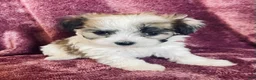 Havanese dogs for sale: Brownie - Ad 7