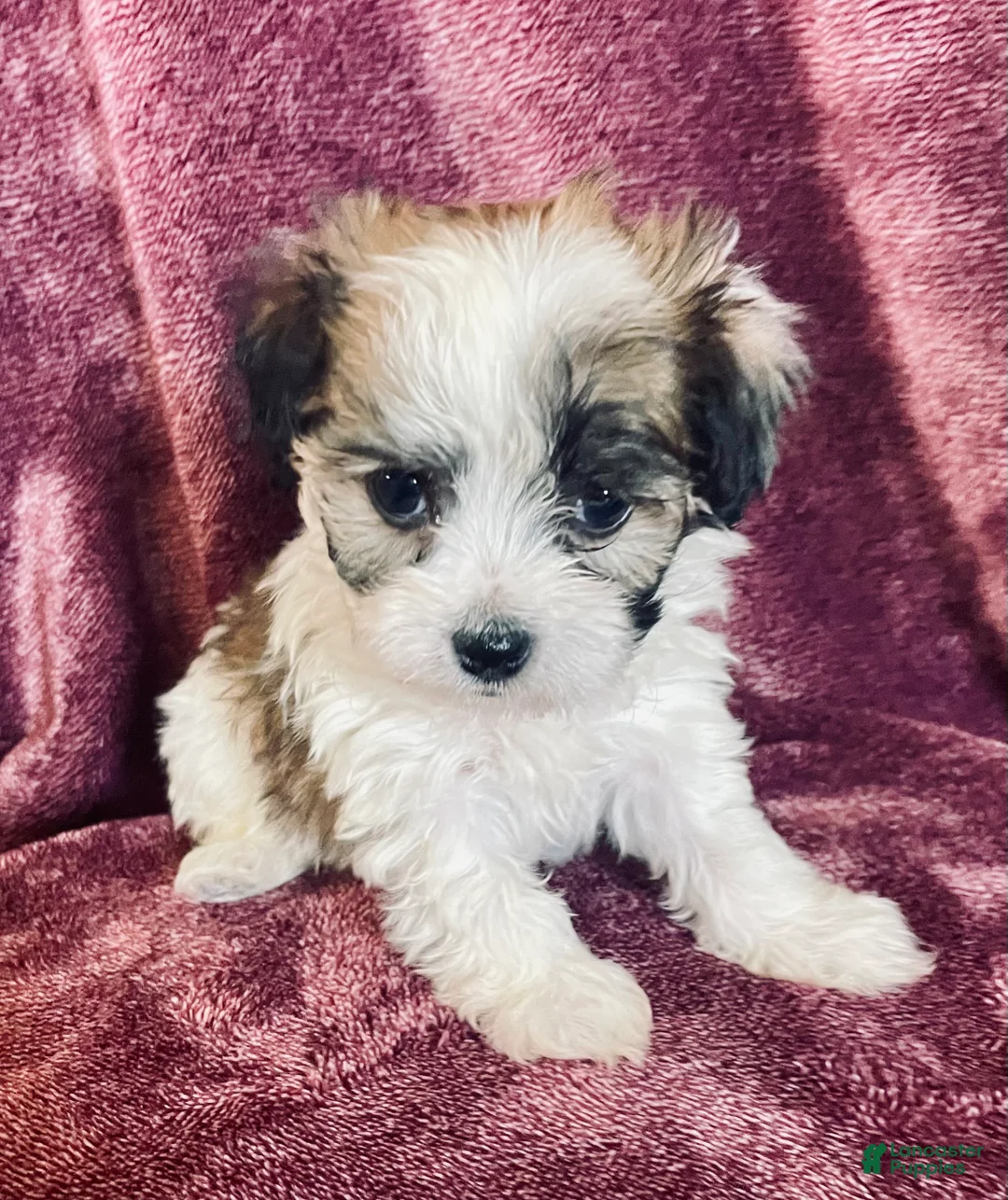 Havanese dogs for sale: Brownie - Ad 7