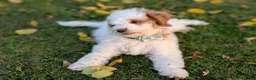 Mini Goldendoodle dogs for sale: Buddy - Ad 3
