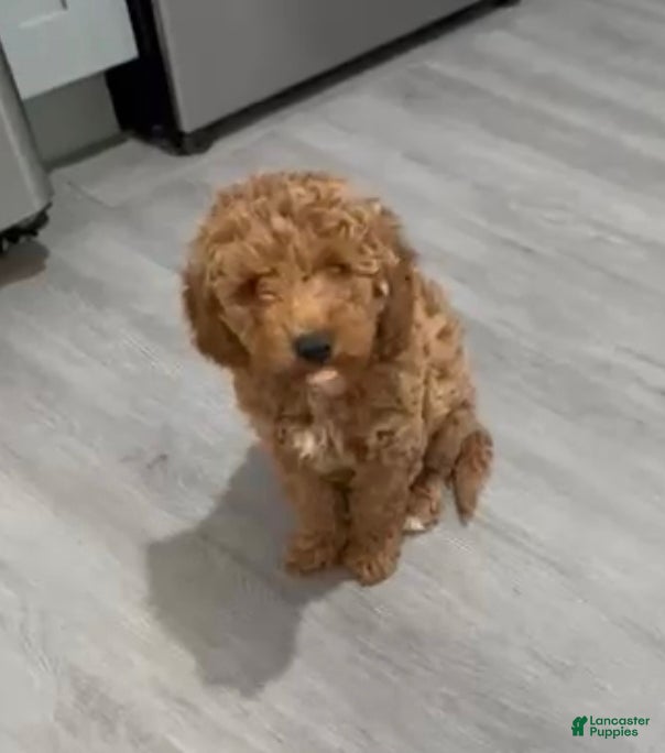 Mini Goldendoodle dogs Mini Goldendoodle Rosa - Ad 1