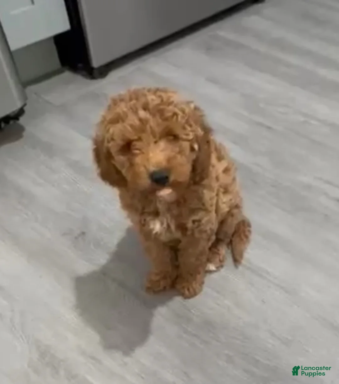 Mini Goldendoodle dogs for sale: Mini Goldendoodle Rosa - Ad 1