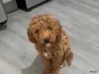 Mini Goldendoodle dogs Mini Goldendoodle Rosa - Ad 1