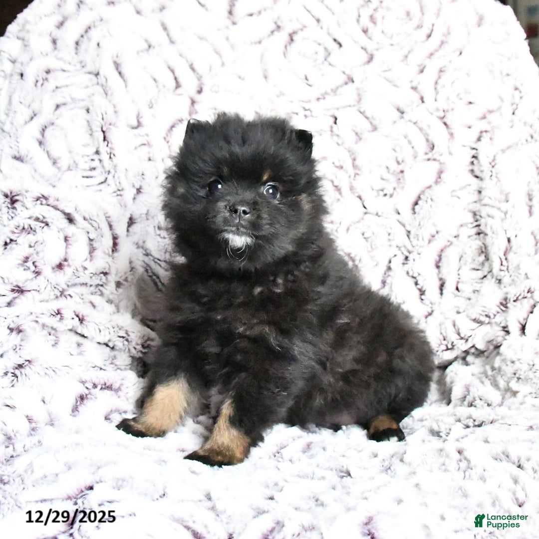 Pomeranian dogs for sale: Victor - Ad 2