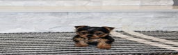 Yorkshire Terrier dogs for sale: Radar - Ad 5