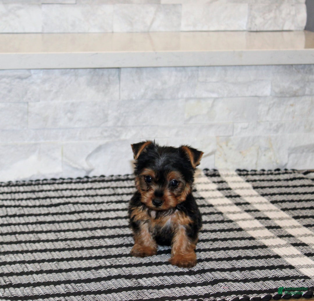 Yorkshire Terrier dogs for sale: Radar - Ad 5