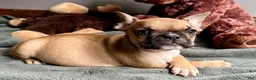 French Bulldog dogs for sale: French Bulldog Oakley  - Ad 3
