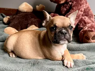 French Bulldog dogs French Bulldog Oakley - Ad 1