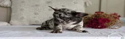 French Bulldog dogs for sale: Flash - Ad 11