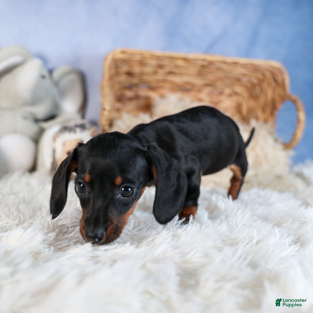 Miniature Dachshund dogs for sale: Cocoa - Ad 2