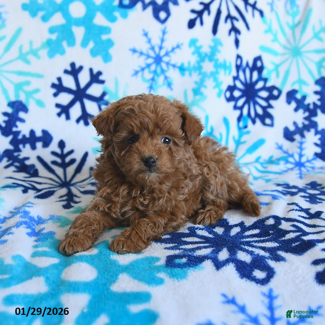Toy Poodle dogs for sale: Denver - Ad 2