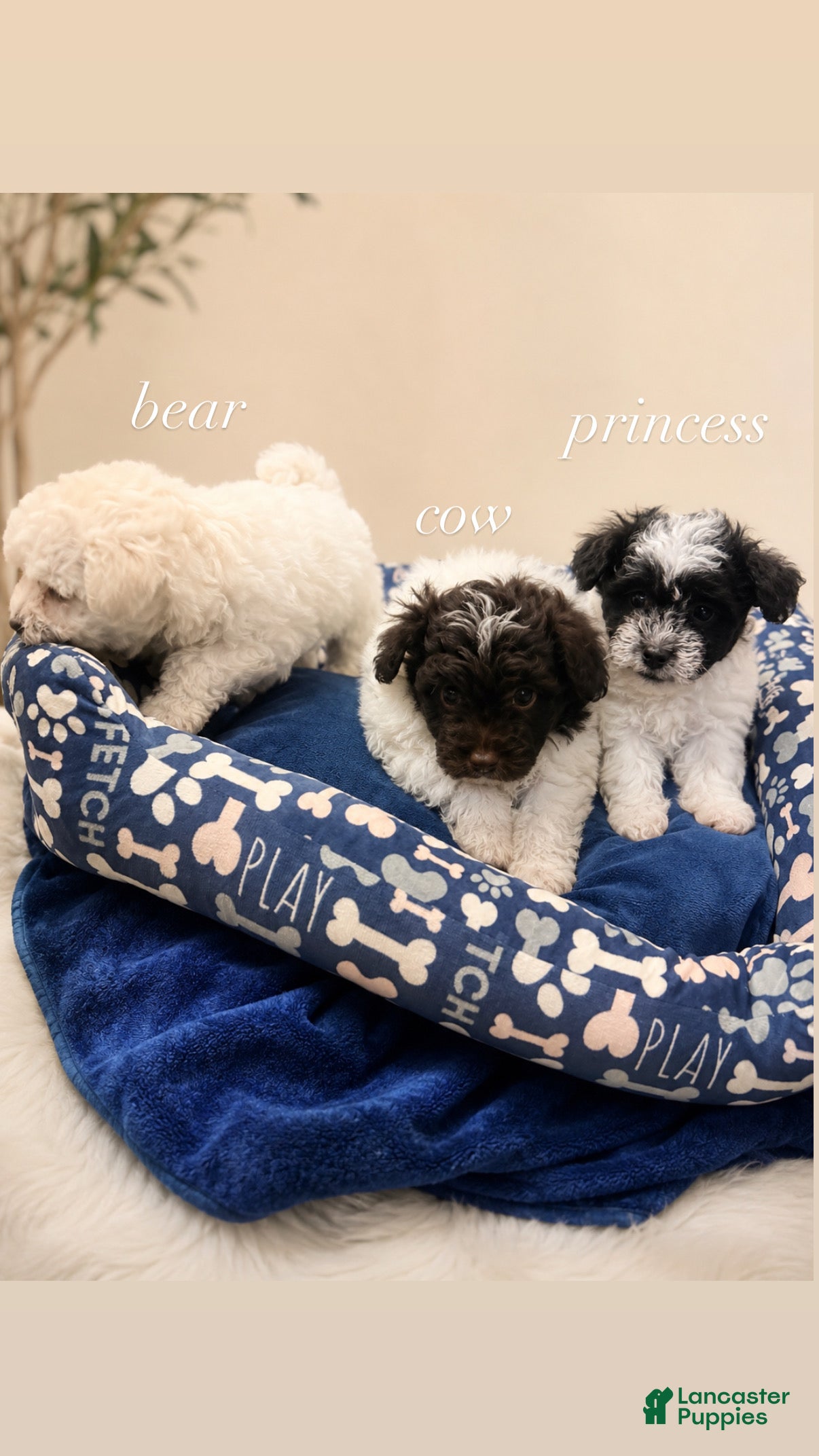 Havapoo dogs for sale: Cow - Ad 18