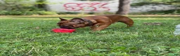 French Bulldog dogs for sale: Napoleon  - Ad 4