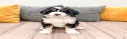 Mini Bernedoodle dogs for sale: Rusty - Ad 7