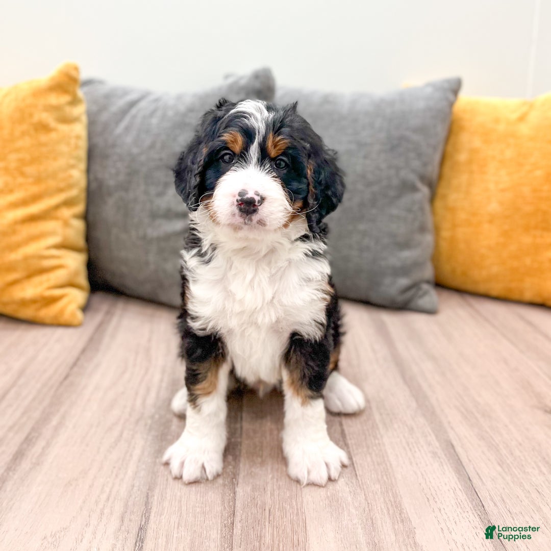 Mini Bernedoodle dogs for sale: Rusty - Ad 7