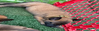Belgian Malinois Puppy 5