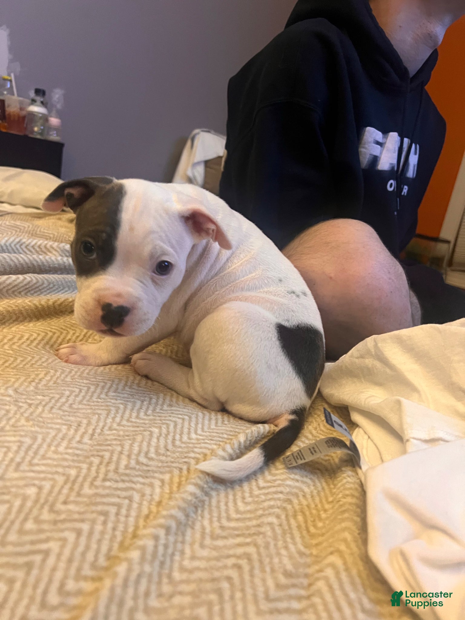 American Bully dogs Breanna - Ad 39