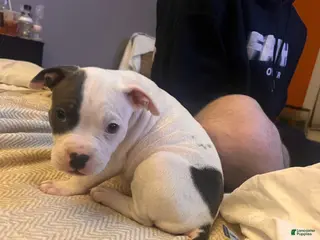 American Bully dogs Breanna - Ad 39