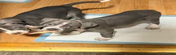 American Pit Bull Terrier dogs for sale: American Pit Bull Terrier 1 - Ad 10