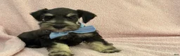 Miniature Schnauzer dogs for sale: Mae Male 2 Black & Silver AKC - Ad 2