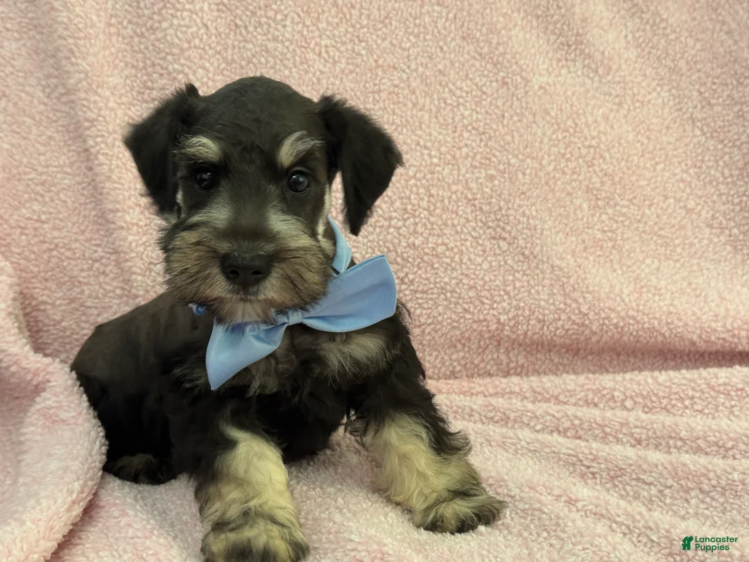 Miniature Schnauzer dogs for sale: Mae Male 2 Black & Silver AKC - Ad 2