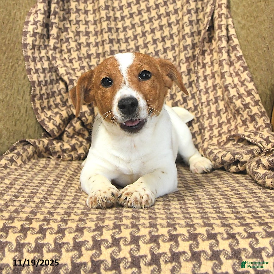 Jack Russell Terrier dogs Shawn  - Ad 27