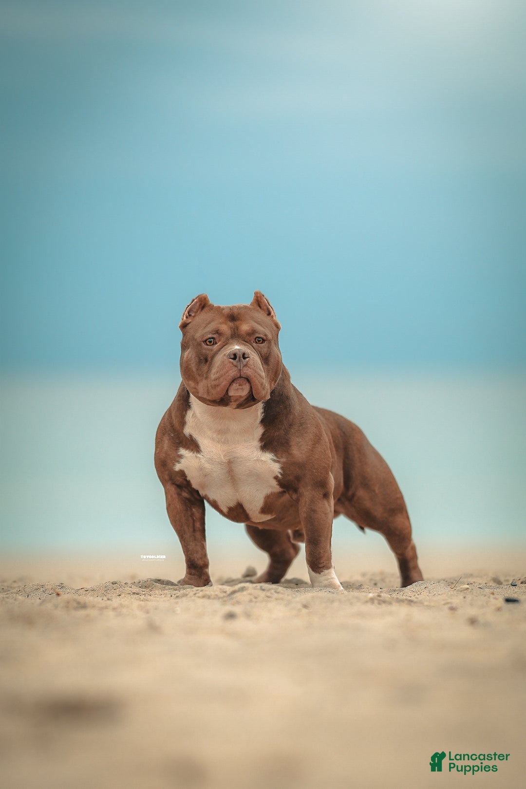 American Bully dogs for sale: ABKC Champion Maverick  - Ad 3