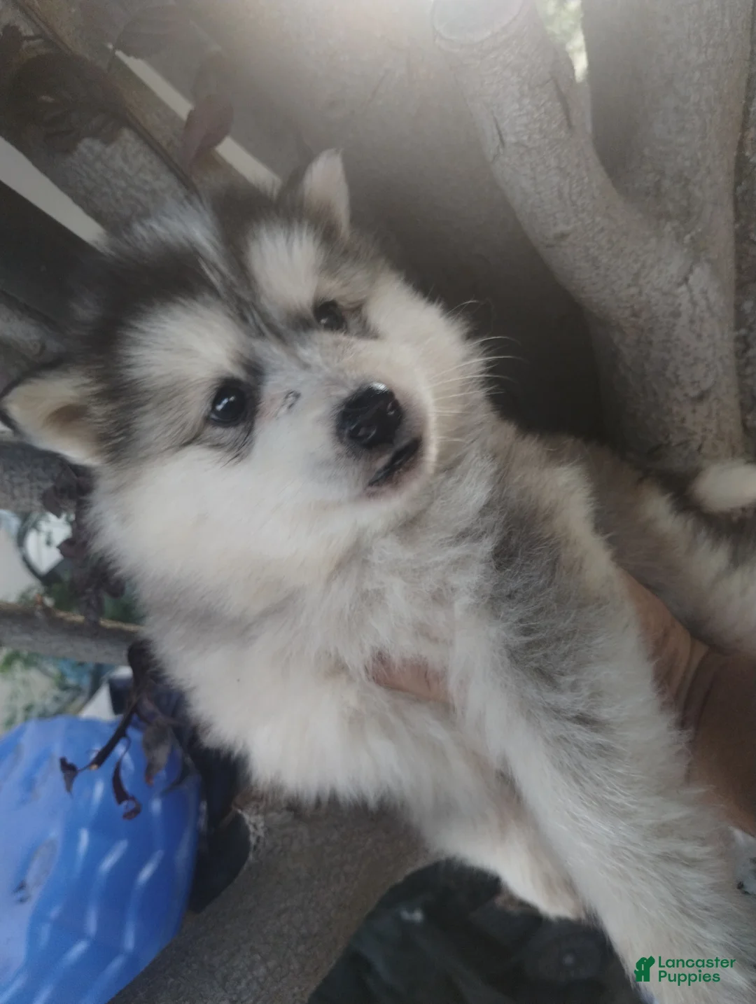 Alaskan Malamute dogs for sale: Girl 4  - Ad 2