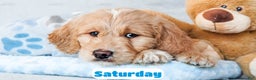 Goldendoodle dogs for sale: Saturday - Ad 2