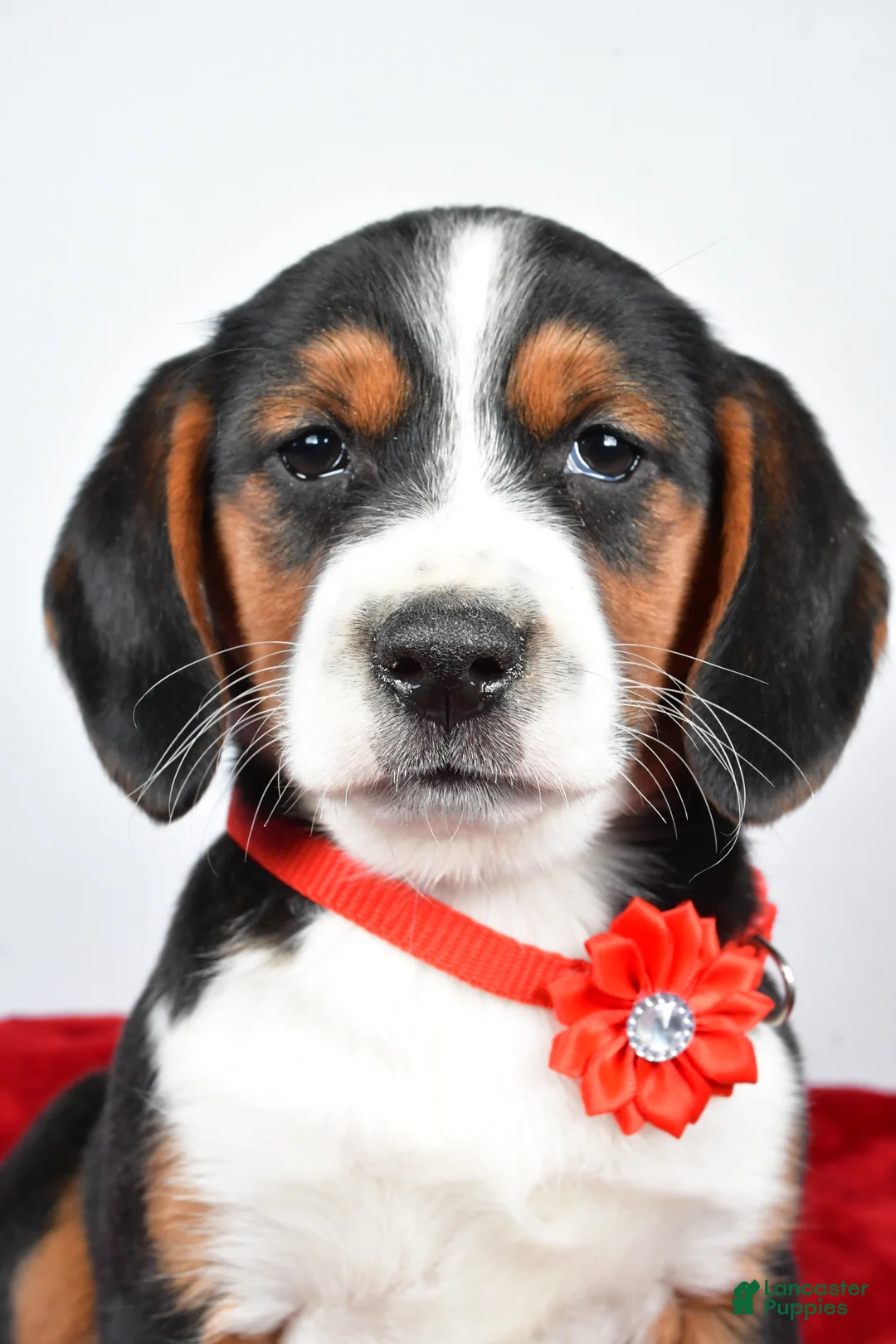 Mixed Breed dogs for sale: Tiny - Ad 7