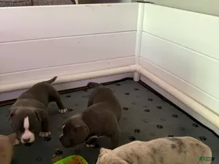 American Bully dogs for sale: American Bully 1 - Ad 2