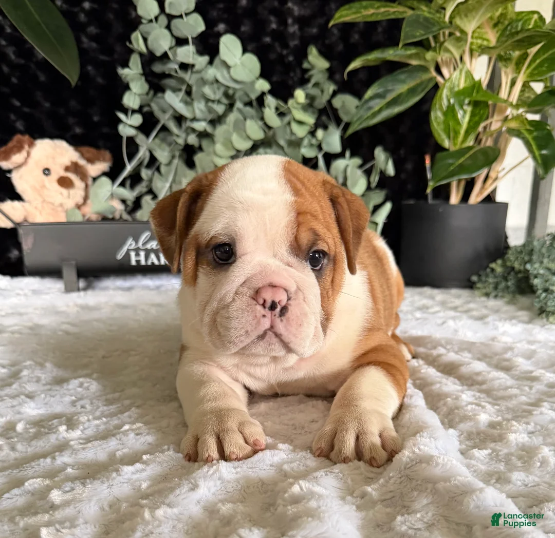 English Bulldog dogs for sale: Jake - Ad 8