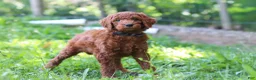 Standard Poodle dogs for sale: Kobe AKC - Ad 5