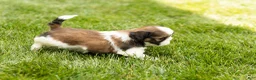 Shih Tzu dogs for sale: Gunner - Ad 5