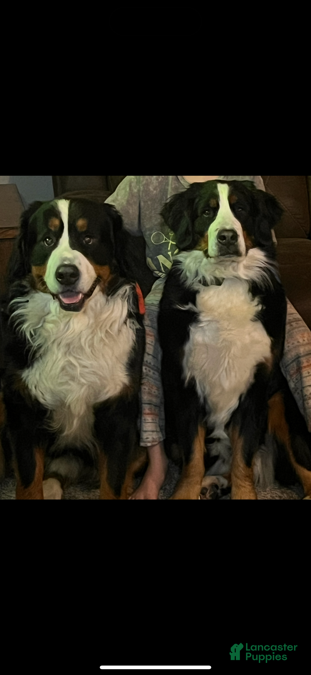 Bernese Mountain Dog dogs for sale: Holly - Ad 7