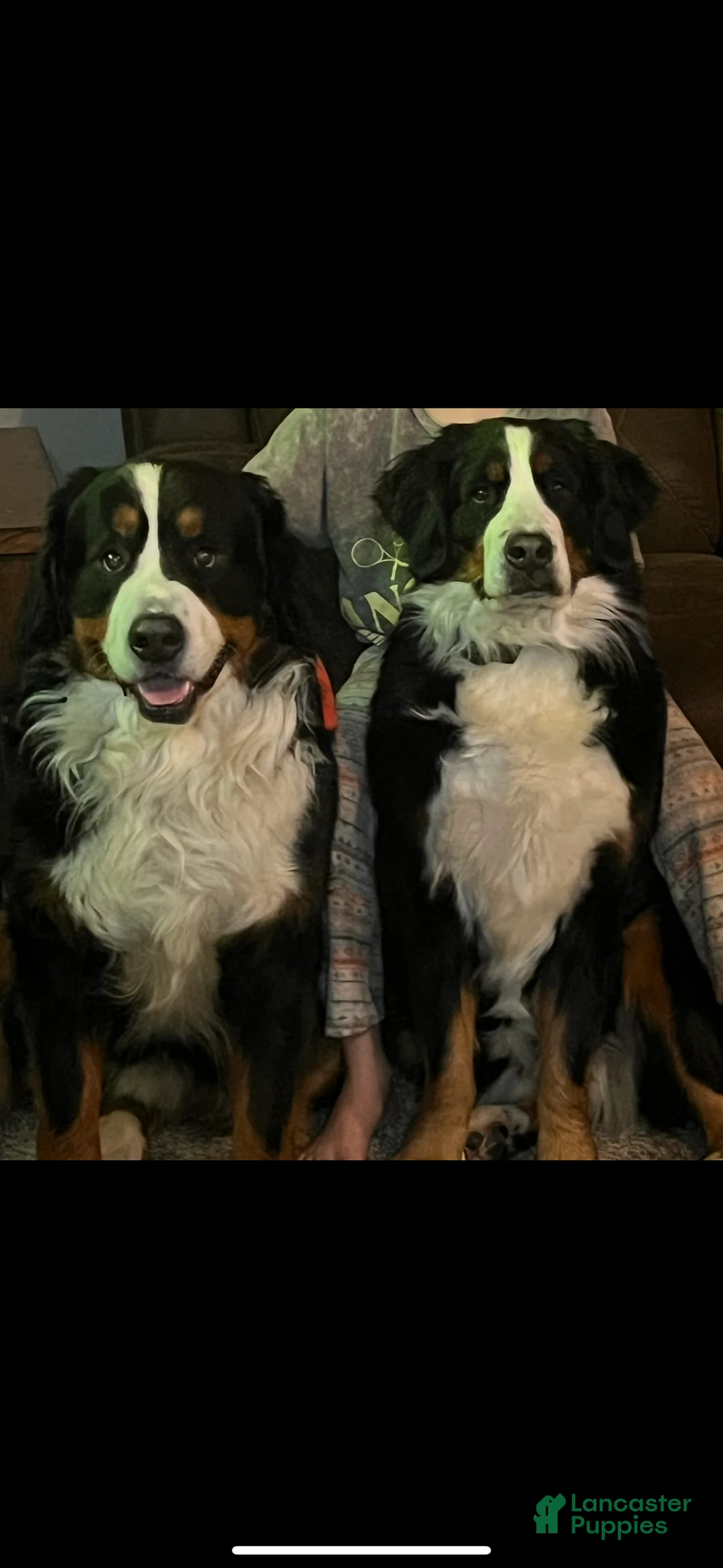 Bernese Mountain Dog dogs for sale: Rudy - Ad 8