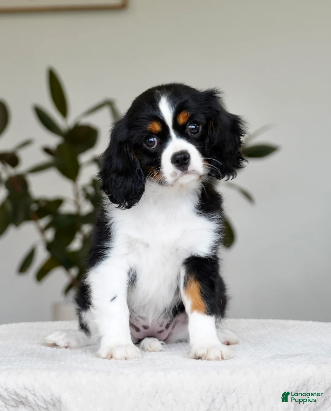 Cavalier King Charles Spaniel dogs for sale: Molly - Ad 2
