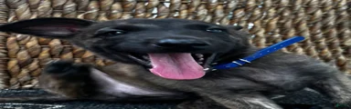 Dutch Shepherd 4