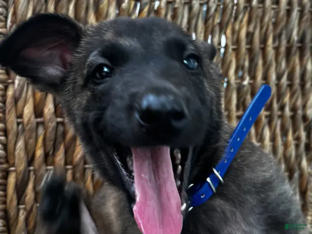 Dutch Shepherd dogs Dutch Shepherd 4 - Ad 1
