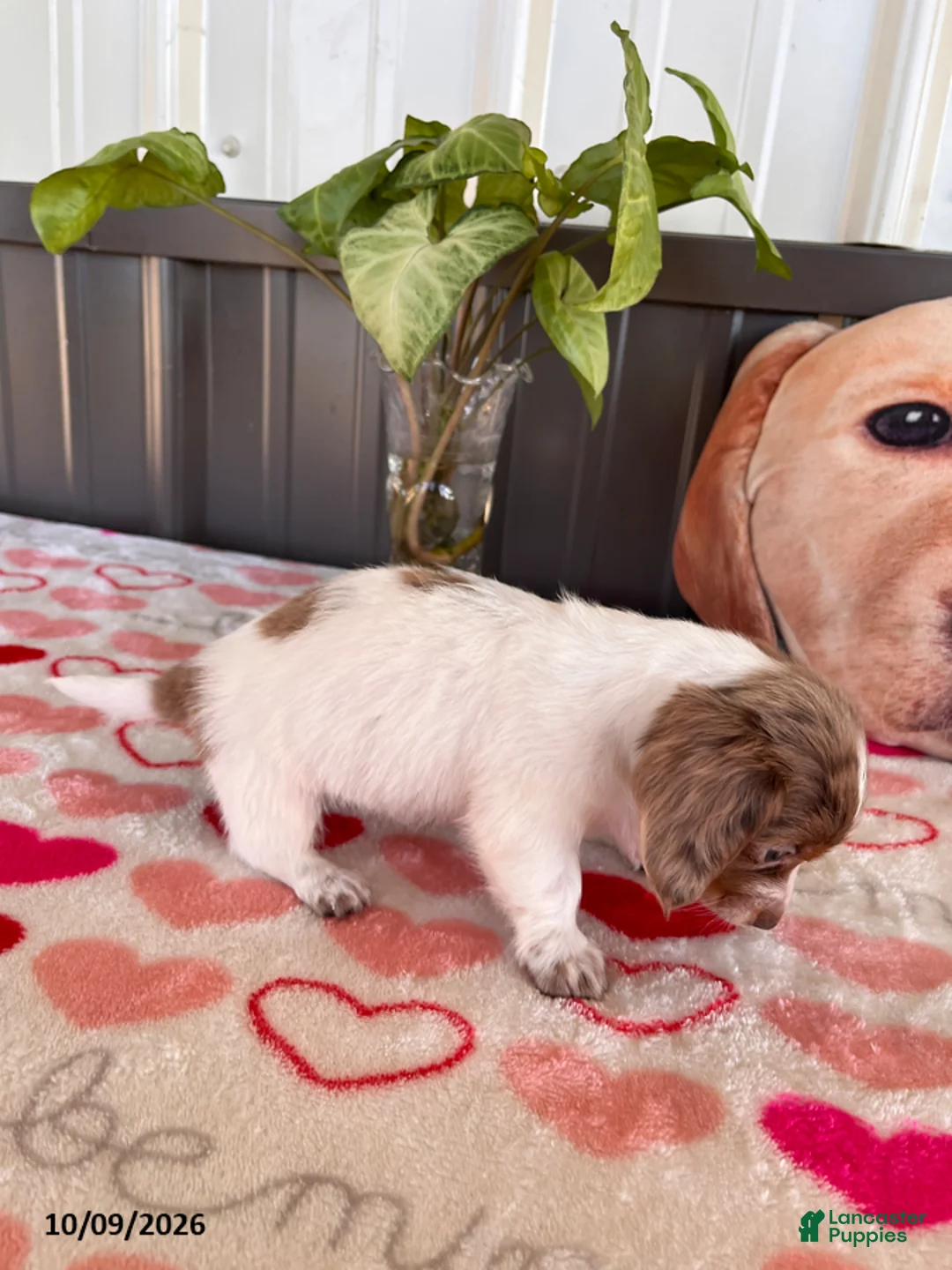 Miniature Dachshund dogs for sale: Dolly - Ad 4